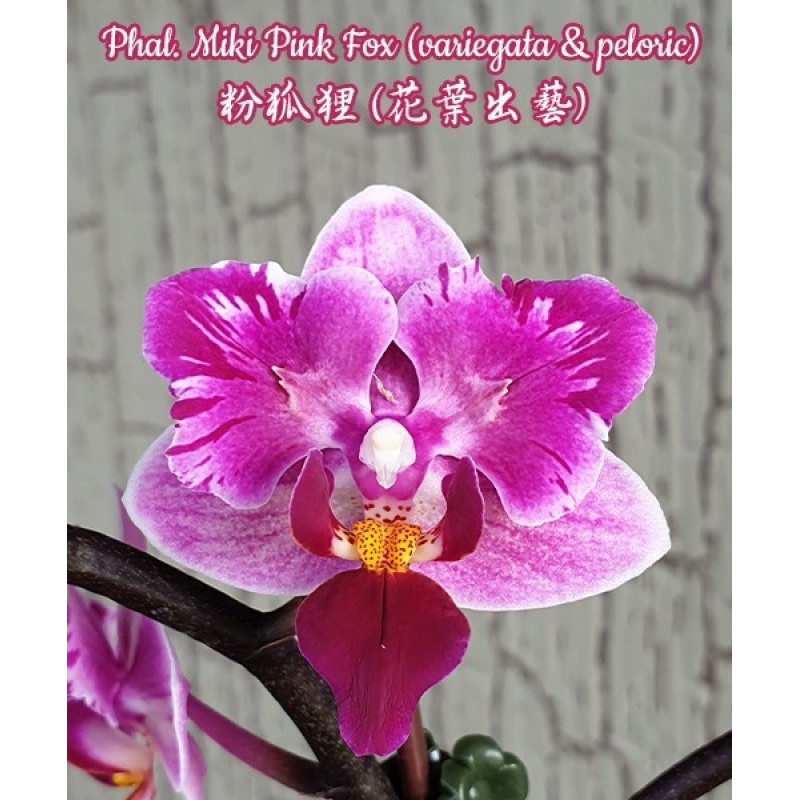 ステンドグラス　ハンドメイド　pink fox Орхiдея Phal. Miki Pink Fox метелик - купити, доставка Україна